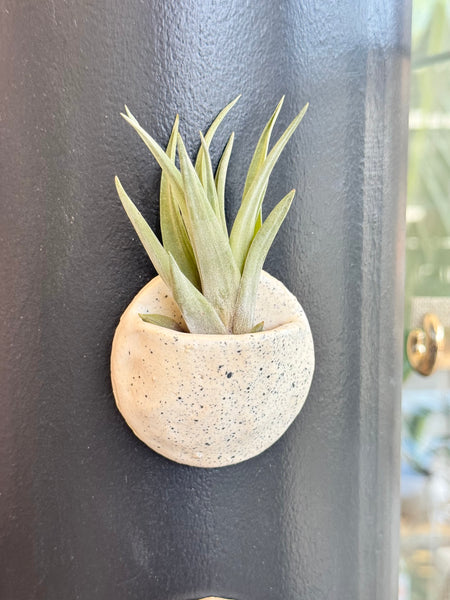 Kate Riley - Magnetic Air Plant Holder