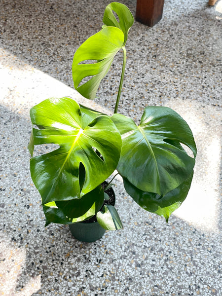 6” Monstera Plant - (STORE PICK UP ONLY)