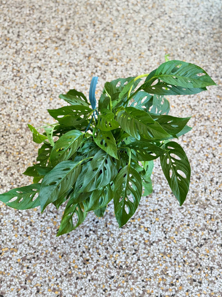 8” Swiss Cheese Philodendron Plant (STORE PICK UP ONLY)