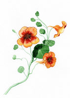 Little Dove Prints - Orange Crush 8x10 Print