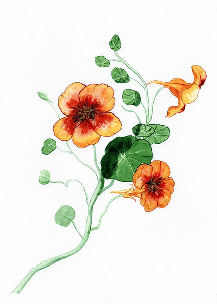 Little Dove Prints - Orange Crush 8x10 Print