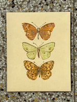 Desirée Mae Studio - 8” x 10” Print - Papillons (STORE PICK UP ONLY)