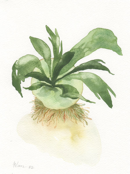Little Dove Prints - Staghorn Fern 8x10 Print