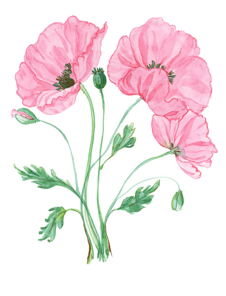 Little Dove Prints - Pink Poppies 8x10 Print