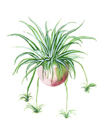 Little Dove Prints - Spider Plant 8x10 Print