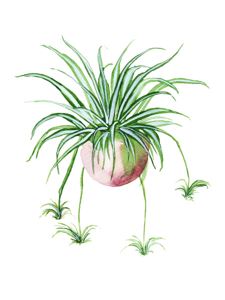 Little Dove Prints - Spider Plant 8x10 Print