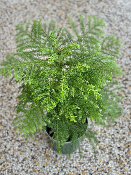 6” Norfolk Pine Plant - (STORE PICK UP ONLY)