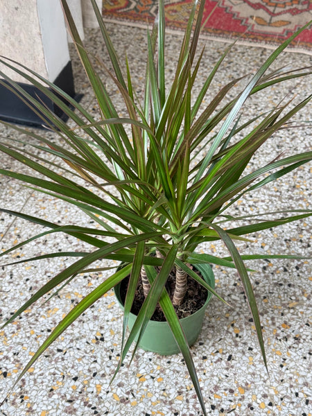 6” Dracaena Marginata Plant (STORE PICK UP ONLY)