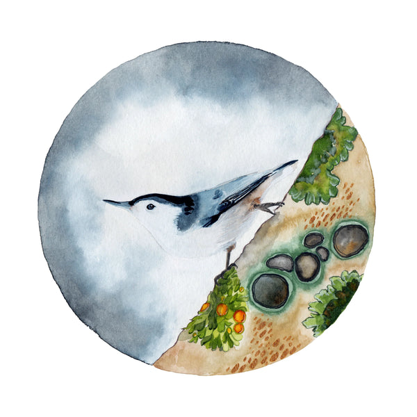 Little Dove Prints - White Breasted Nuthatch + Lichen 8x10 Print
