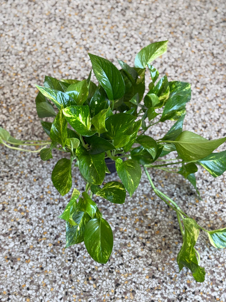 6” Pothos Plant (STORE PICK UP ONLY)