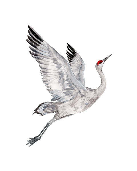 Little Dove Prints - Flying Crane 8x10 Print