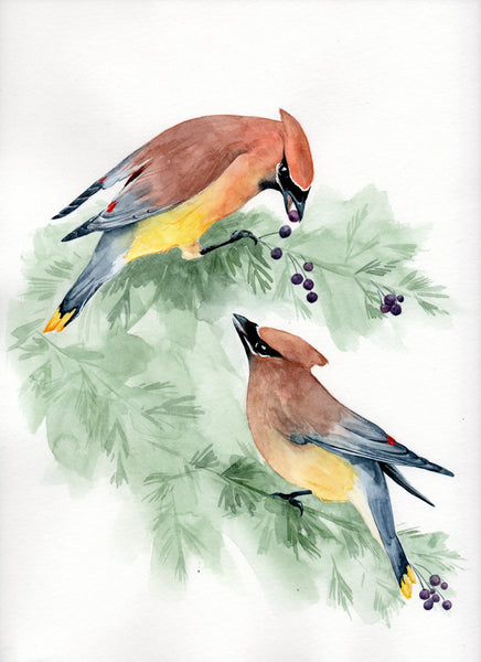 Little Dove Prints - Waxwings Sharing 8x10 Print
