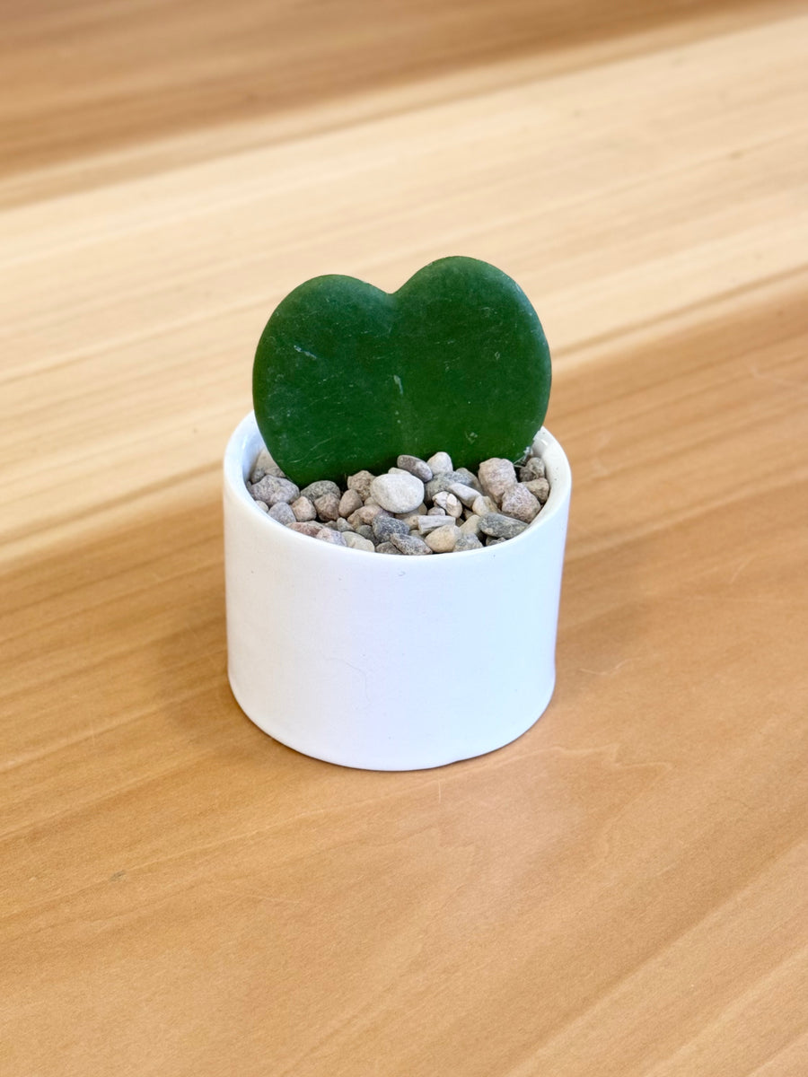 Hoya Heart Cactus (STORE PICK UP ONLY) – shopURSA