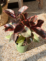 Variegated Rubber Plant - 6" (STORE PICK UP ONLY)