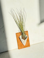 Wall Hanging Air Plant Holder