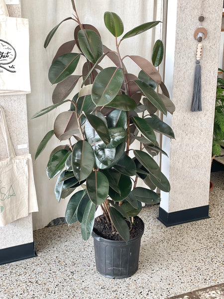 10” Rubber Plant (STORE PICK UP ONLY)