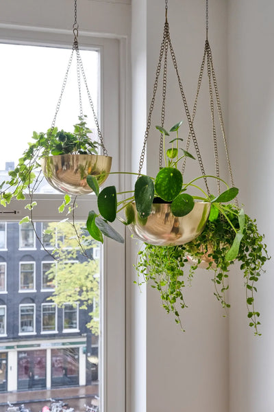 Gold Hanging Planter (STORE PICK UP ONLY)