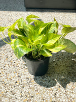 6” Golden Pothos Plant(STORE PICK UP ONLY)