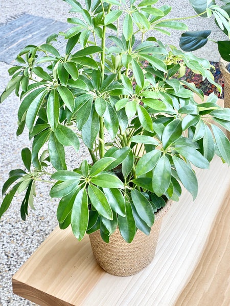 small seagrass plant pot 6" Seagrass Plant Basket with Plastic Liner (STORE PICKUP ONLY) – shopURSA