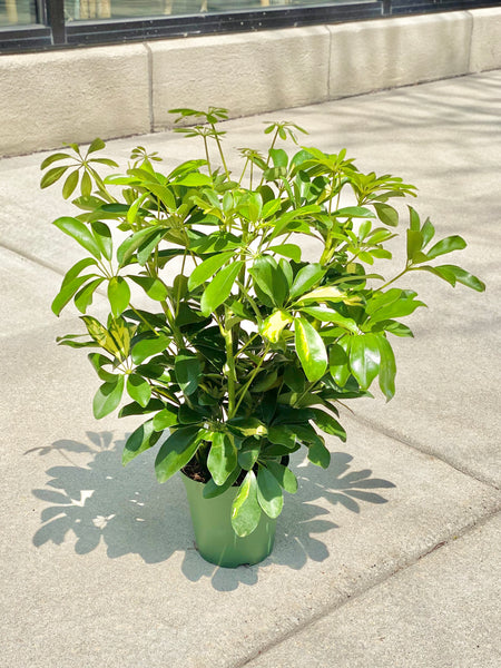 6” Schefflera Plant (STORE PICK UP ONLY)