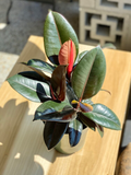 6” Rubber Plant (STORE PICK UP ONLY)