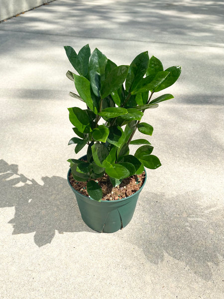6” ZZ  Plant -  (STORE PICK UP ONLY)
