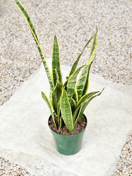 6” Sansevieria Plant (STORE PICK UP ONLY)