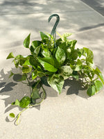 8” Pothos Plant (STORE PICK UP ONLY)