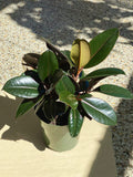 6” Rubber Plant (STORE PICK UP ONLY)