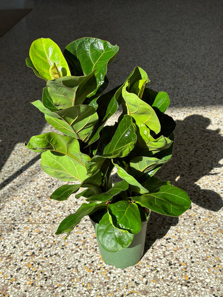 6” Fiddle Leaf Fig Plant (STORE PICKUP ONLY)